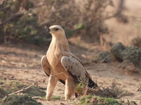 A bird standing among dry stems on sand