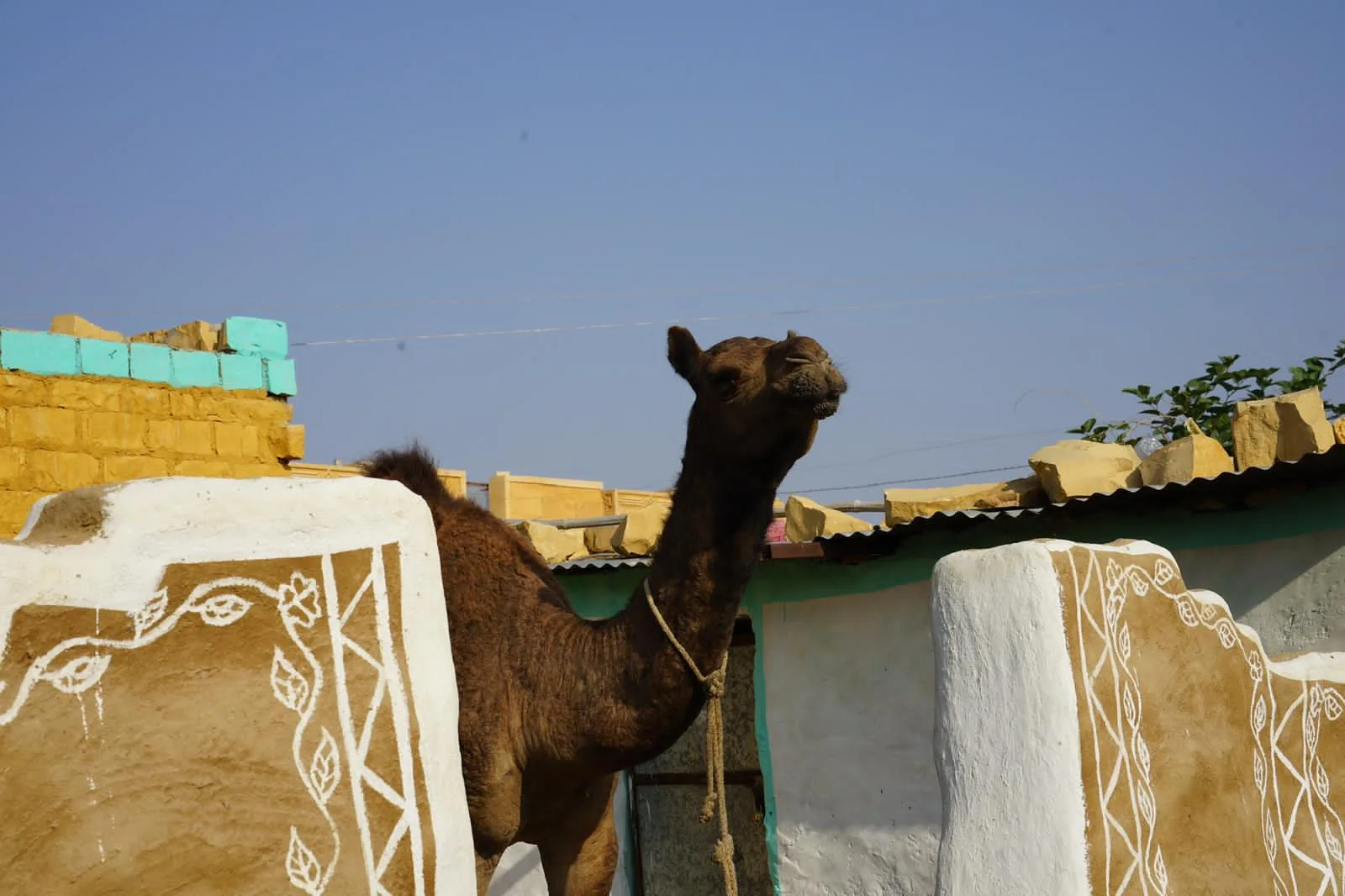 A camel beside decorated village walls