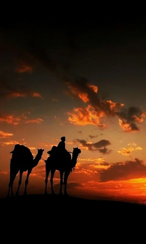 Camel silhouettes below orange evening clouds