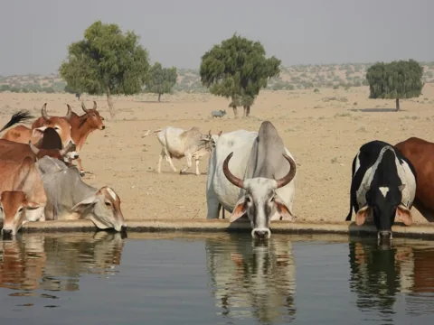 Cattle gathered at a village water pool