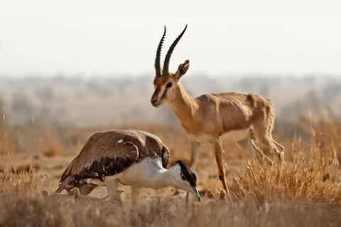 Two antelope in dry scrubland