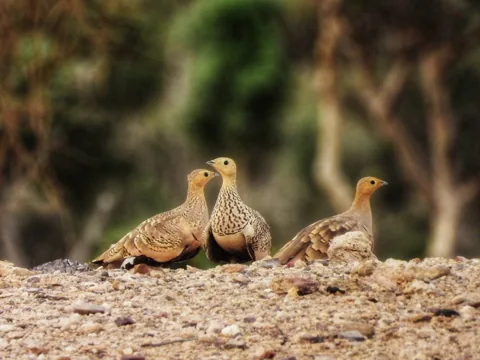 Two birds standing on sandy ground
