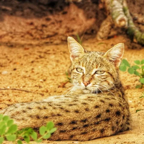 A spotted cat resting on sandy ground