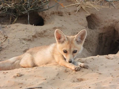 A fox resting beside a sandy burrow