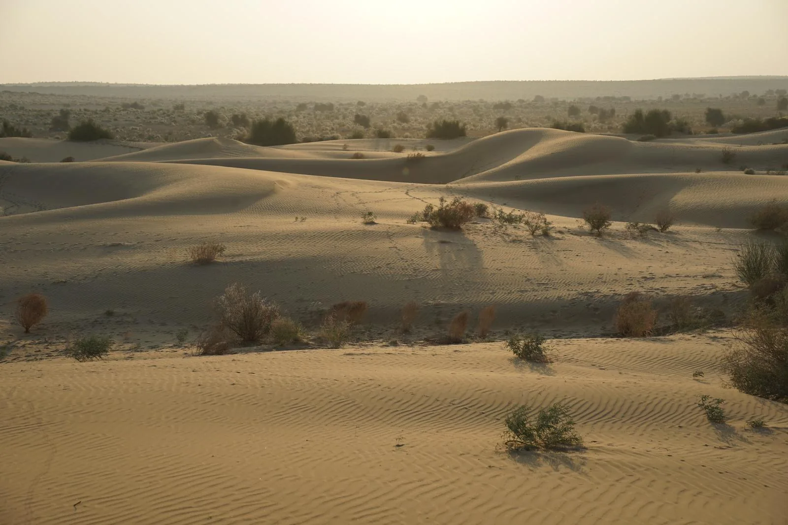 desert landscape