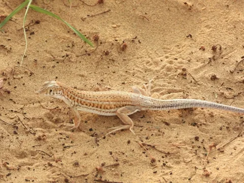 A lizard on textured sand