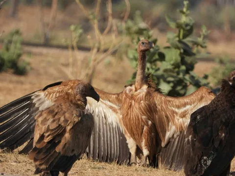 A large bird spreading its wings in dry vegetation