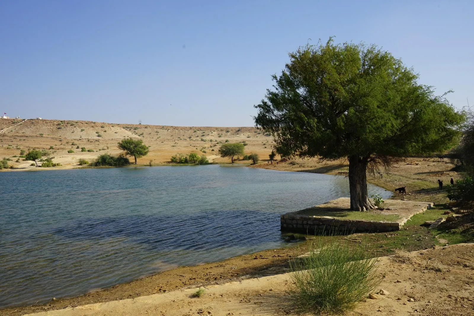 A spreading tree beside water in an arid landscape