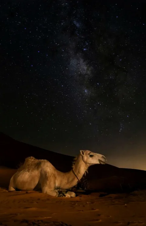 A camel resting on sand beneath a star-filled sky